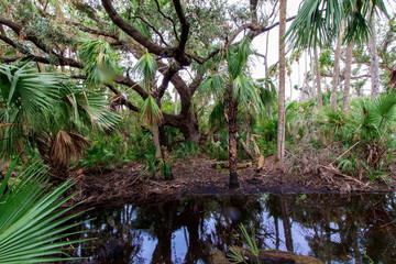 Fototapeta premium Kilpatrick Hammock, Kissimmee Prairie Preserve State Park, Florida