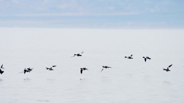 Flock of common goldeneye ducks flying over Utah Lake in slow motion.