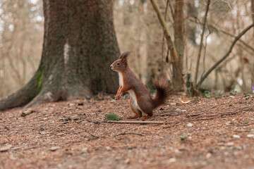 Fototapeta premium A red squirrel stands alert on the forest floor, surrounded by trees and fallen needles, pausing on its hind legs in a quiet woodland scene that captures wildlife awareness and natural behavior.