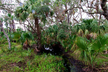 Fototapeta premium Kilpatrick Hammock, Kissimmee Prairie Preserve State Park, Florida