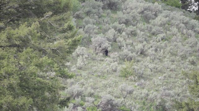 Black bear in sage brush 