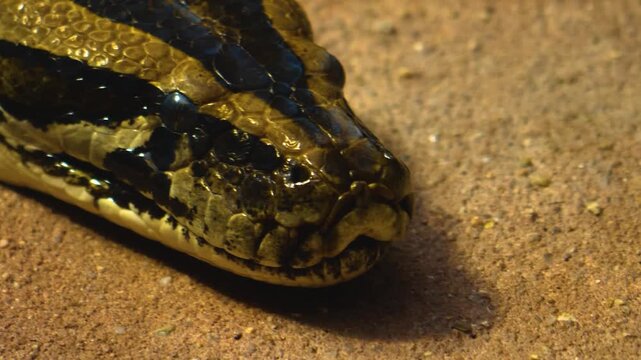 A very close up of a Boa constrictor or, python snake head slowly crawling by on a rock on a cloudy day