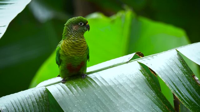 Plain Parakeet (Brotogeris tirica) perched on large tropical leaf, close up wildlife photography