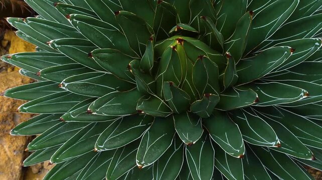 Close up of cactus plant with a pan around it like an inception mode on a sunny day in spring