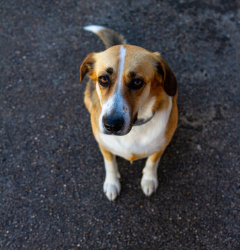 Ortie, adorable chienne crois&eacute; berger australien poil court nous fixe de son regard confiant