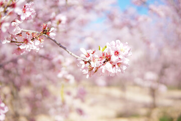 Obraz premium Blooming pink almond flowers with bee in soft sunlight, natural spring pollination background wallpaper