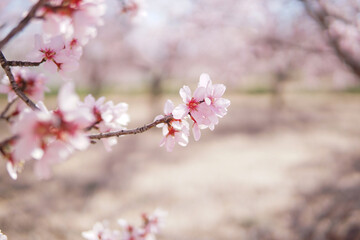 Obraz premium Blooming pink almond flowers with bee in soft sunlight, natural spring pollination background wallpaper