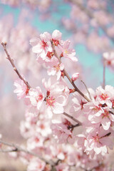Fototapeta premium Blooming pink almond flowers with bee in soft sunlight, natural spring pollination background wallpaper