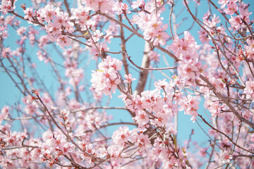 Fototapeta premium Blooming pink almond tree branches against blue sky, soft spring floral background wallpaper