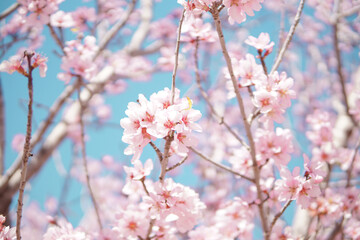 Obraz premium Blooming pink almond tree branches against blue sky, soft spring floral background wallpaper