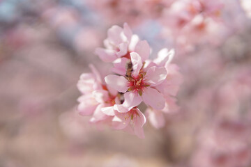 Blooming pink almond flowers with bee in soft sunlight, natural spring pollination background wallpaper