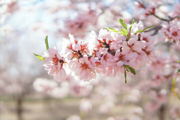 Obraz premium Blooming pink almond flowers with bee in soft sunlight, natural spring pollination background wallpaper