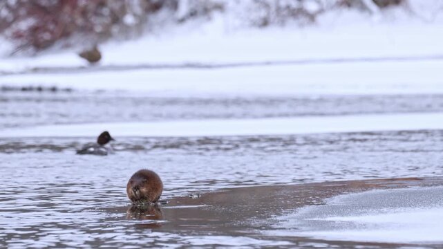Wild muskrat feeding on a sheet of ice in winter, with a female goldeneye duck appearing in the background. The clip transitions focus from the muskrat to the goldeneye.
