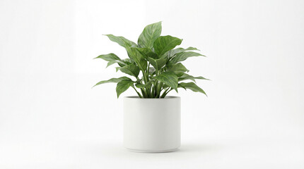Fototapeta premium Serene Houseplant in Ceramic Pot: A lush, vibrant houseplant in a minimalist ceramic pot provides a touch of natural beauty, enhancing the serenity and freshness of an interior space. 