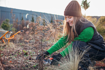 Spring cleanup of flower beds pruning yarrow stems. Woman gardener cutting back dry perennials and ornamental grasses in garden.  © maryviolet