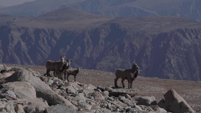 Mountain goats in high alpine 