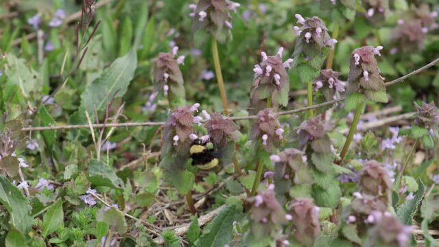 Looks like large carpenter bee flying from one purple deadnettle plant to the next