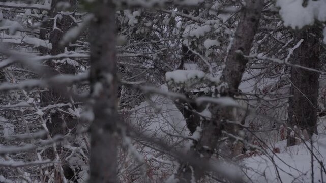 Mule deer doe in snowy forest 