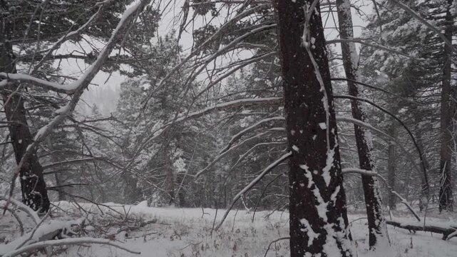 Snow falling in forest slow motion 