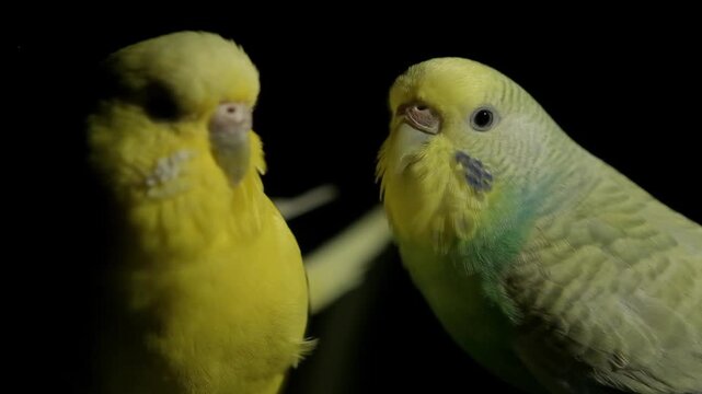Close up slow motion video of a turquoise and a yellow budgie perching and moving inside their cage against black.
