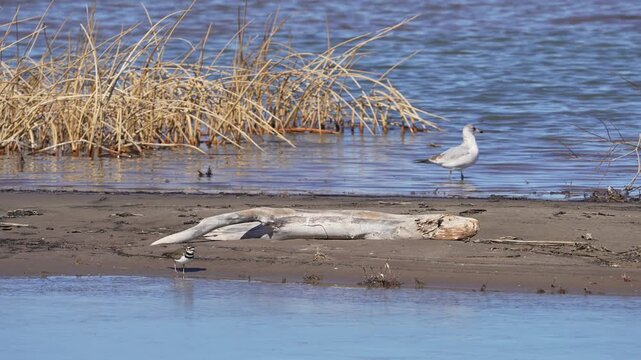 Killdeer and a seagull wandering in the shallows of Utah Lake at Sandy Beach.