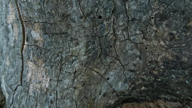 Black ants crawling on decaying tree stump in forest, camera tilt, medium shot, natural lighting. Resilience and Purity.