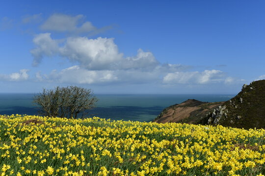 Le Platon, Jersey, U.K. Wild Spring Daffodils in bloom close to the coastal cliffs.