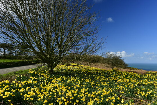 Le Platon, Jersey, U.K. Wild Spring Daffodils in bloom close to the coastal cliffs.