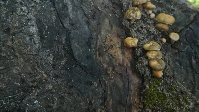 Ant colony Lasius niger and mushrooms on rotting wood surface in wild forest, camera tilt, camera pan, medium shot, sunny. Biodiversity and Interconnection.