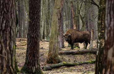 Rodzina żubrów w starym naturalnym lesie pośród powalonych drzew © kubikactive