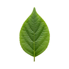 Vibrant green leaf against black background; shows veins and pointed tip
