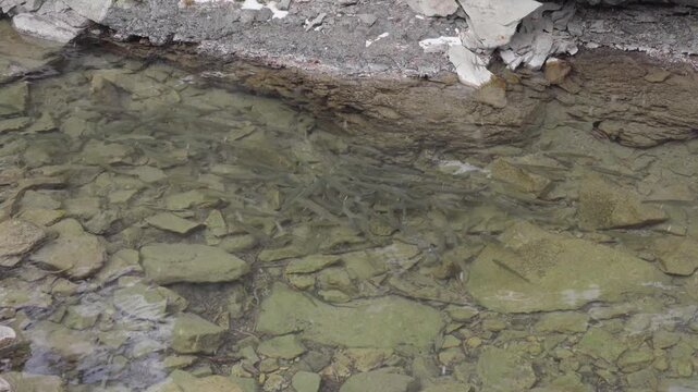 School of trout in shallow creek pool 