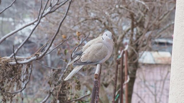 Eurasian collared dove pair in rural backyard setting, Streptopelia decaocto