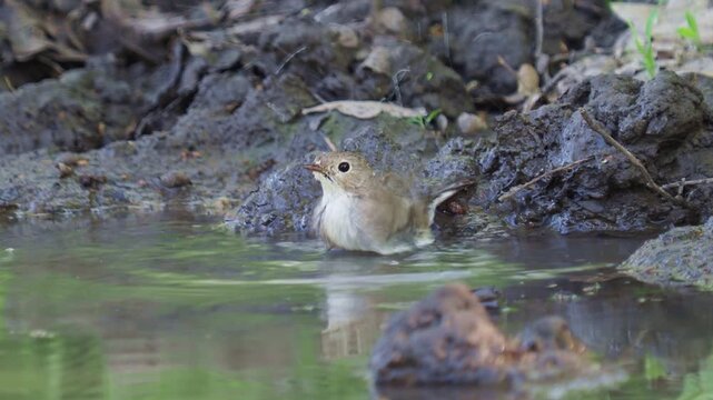 The red breasted flycatcher female bird taking a bath, Ficedula parva