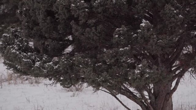 Muley buck big rack fast trot 