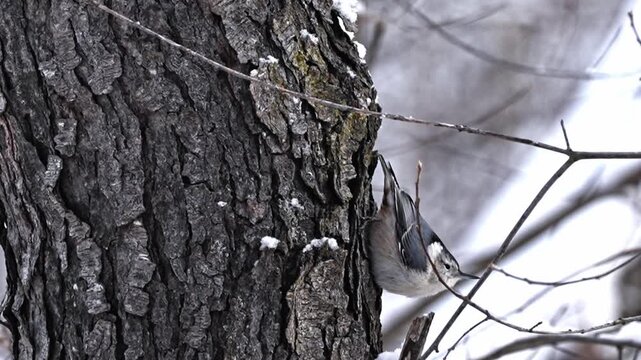 Close-up of a nuthatch perched upside down on a tree branch, eating snow in a winter forest. Detailed view of the bird&rsquo;s behaviour and agility in its natural habitat. 
