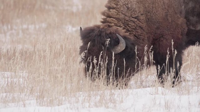 Bison feeding in snow and grass