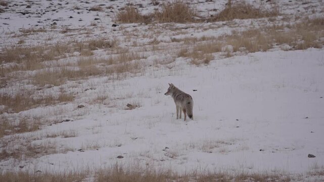 Coyote in snowy field 
