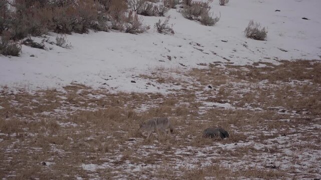 Coyote walking in snowy field 