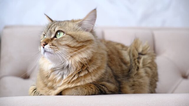 Portrait of well-fed tabby kitten, lounging. Soft morning light, enjoying sun beam. Cashmere Bengal cat lounging comfortably at the window on a sunny day. Semi-long-haired cat. Resting