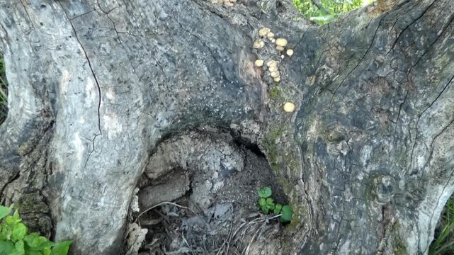 Large decaying tree base with mushrooms and ants in summer forest, camera tilt, wide shot, sunny. Environmental Awareness and Serenity.