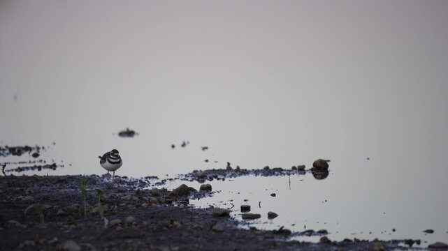 Small bird on waters edge 