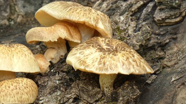Group of forest mushrooms on rotten wood with ants Lasius niger crawling, close-up, natural lighting. Purity and Growth.