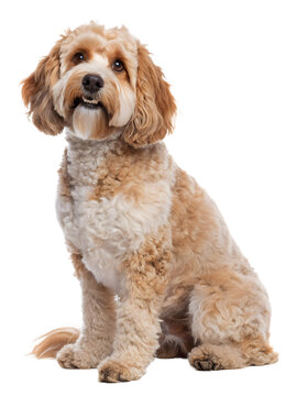 a brown and white cavoodle dog sitting on a white background