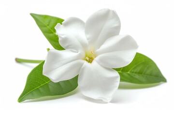 Fototapeta premium White Jasmine (Jasminum officinale) Isolated on White Background