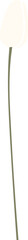 Tulip Flower Standing Line Art