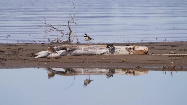 Killdeer sitting on a log on a sandbar in Utah Lake as they hop off and back on.