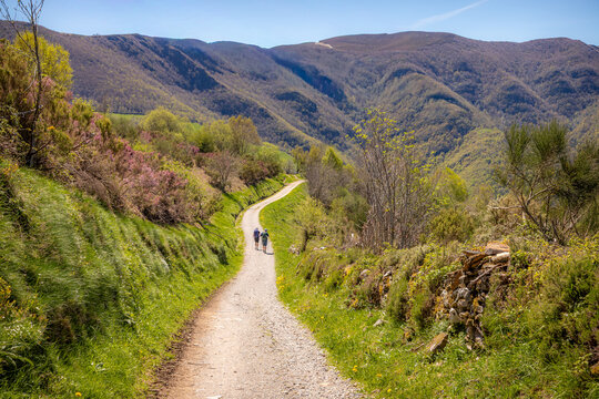 Wide view of hikers walking along a winding gravel path through the lush green Galician mountains. Pilgrims trekking the iconic Camino de Santiago trail in the rural landscape of northern Spain.