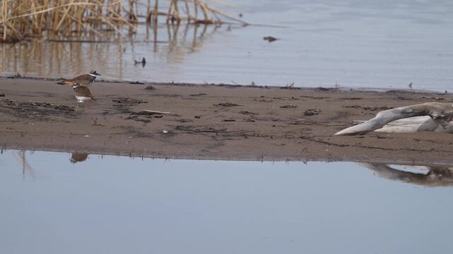 Killdeer chasing each other on a sandbar in Utah Lake in slow motion.