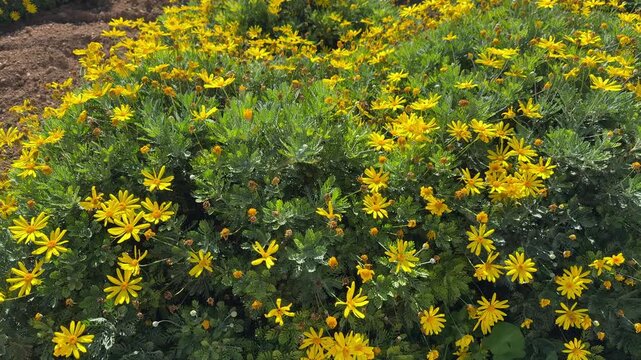 Beautiful Euryops Pectinatus bush in Floriana Botanical Garden, Malta. Bright yellow flowers with green foliage sway under a light breeze with insects flying around.